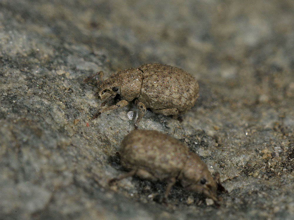 Curculionidae:  Romualdius angustisetulus